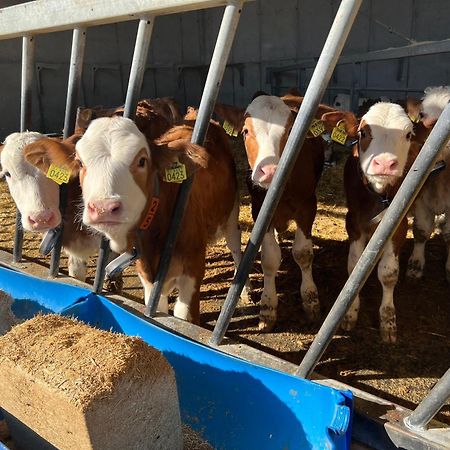 Tourist Farm Mulej Villa Bled Dış mekan fotoğraf