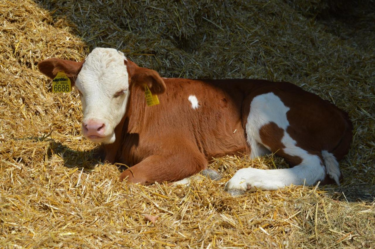 Tourist Farm Mulej Villa Bled Dış mekan fotoğraf