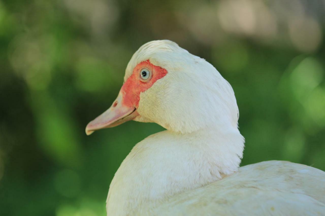 Tourist Farm Mulej Villa Bled Dış mekan fotoğraf