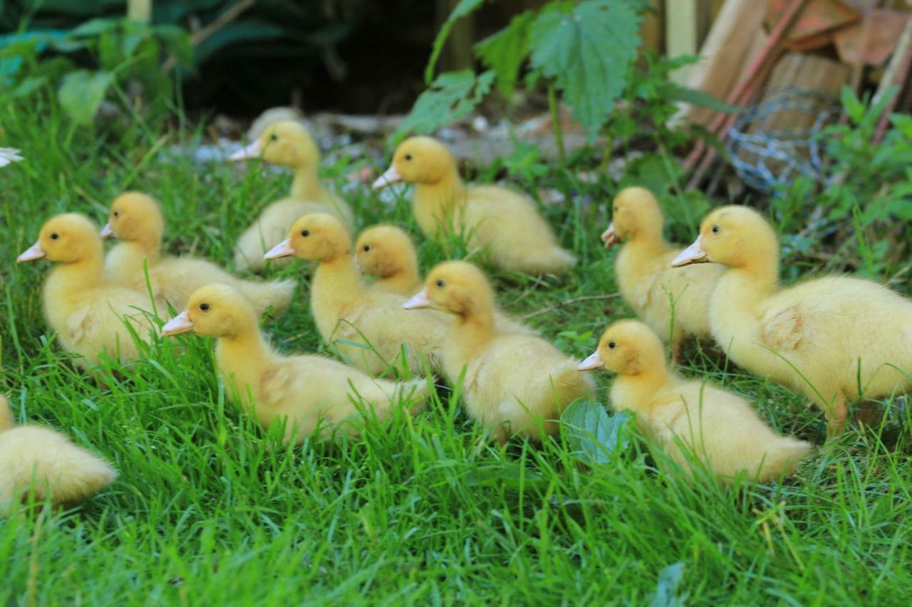 Tourist Farm Mulej Villa Bled Dış mekan fotoğraf