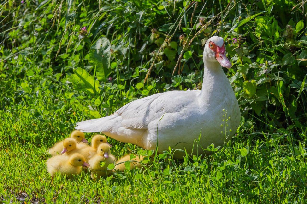 Tourist Farm Mulej Villa Bled Dış mekan fotoğraf